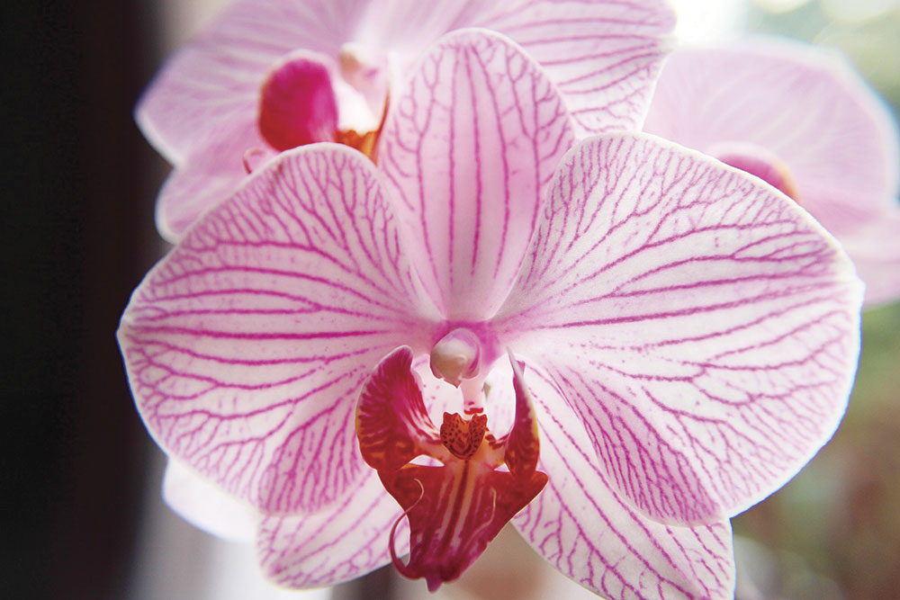 Prized orchids from around the world make it to the Asheville Orchid Festival. 